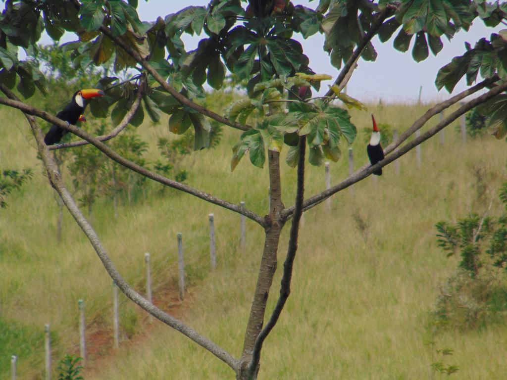 Pousada Do Mendonca Juiz de Fora Buitenkant foto